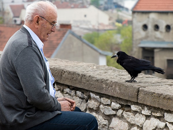 Un homme donne quotidiennement à manger à un oiseau : une année plus tard, le corbeau revient avec une incroyable surprise