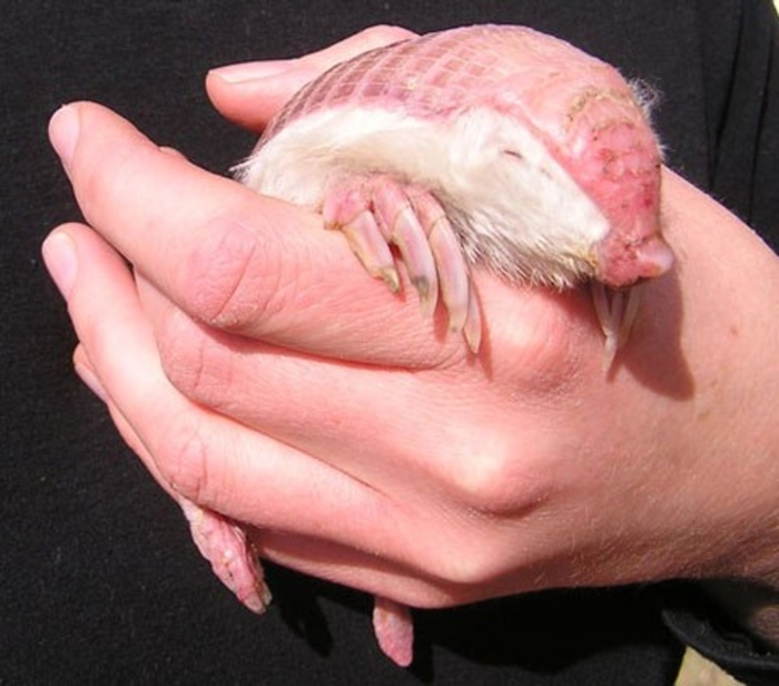 Les tatous roses rares ne sont pas des animaux de compagnie