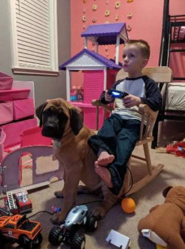 Un chien restait dans le même coin juste à côté de son petit ami coupable pour le réconforter