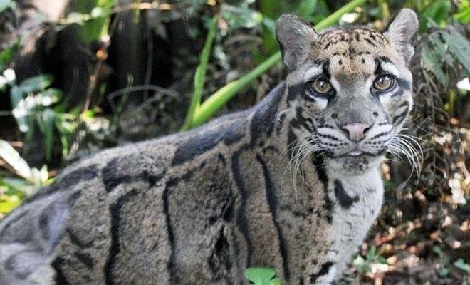 Un léopard que l'on pensait en voie de disparition a été filmé dans la jungle