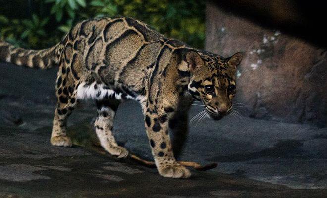 Un léopard que l'on pensait en voie de disparition a été filmé dans la jungle