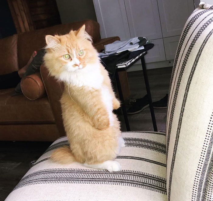 Un petit chat qui a perdu ses 2 pattes suite au gel a réussi à vivre avec cette situation