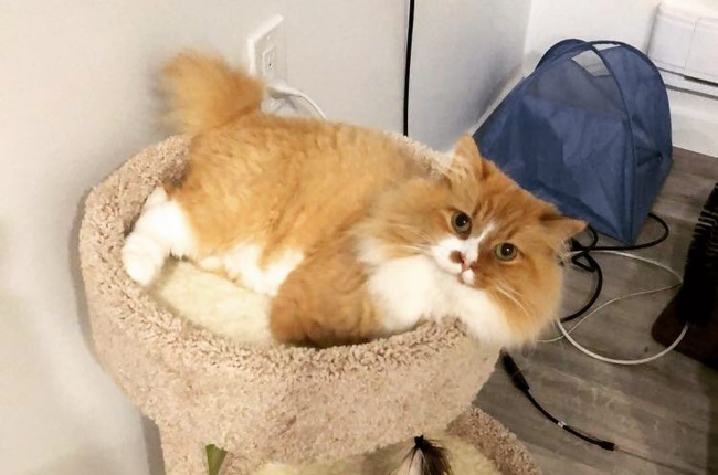 Un petit chat qui a perdu ses 2 pattes suite au gel a réussi à vivre avec cette situation