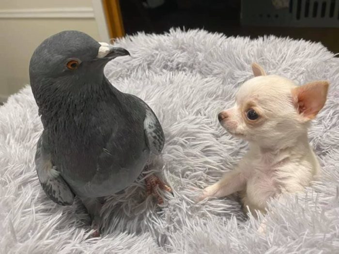 Le pigeon qui est incapable de voler se lie d'amitié avec le chiot qui est incapable de marcher