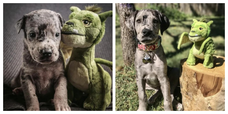 Un gros chien ne veut pas se séparer de son jouet adoré