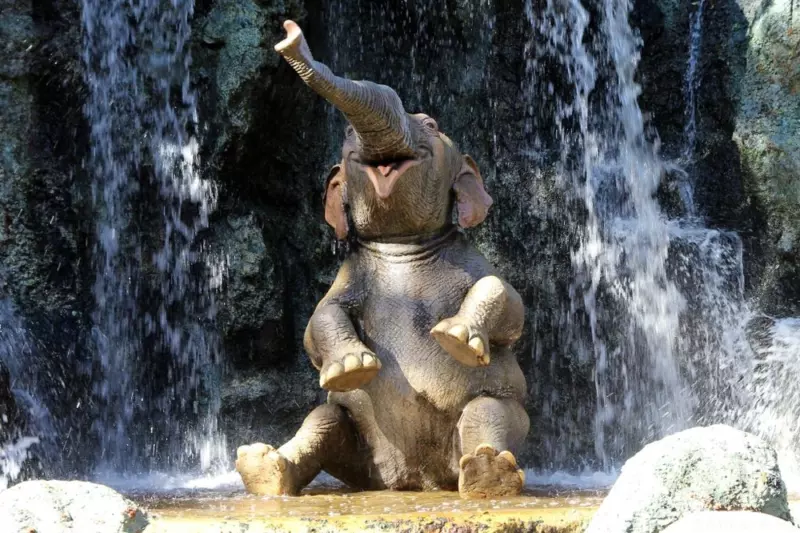 Ces mignons bébés éléphants qui tombent dans tous les sens et font toutes sortes de folies vont vous réjouir !