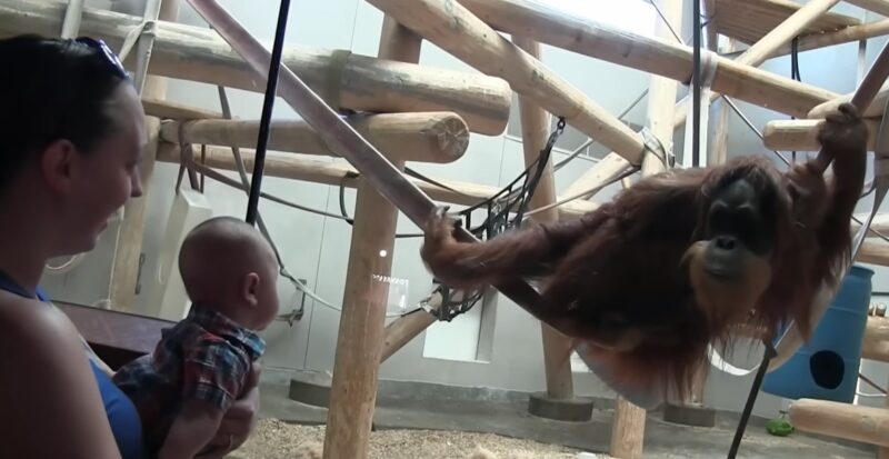 Un orang-outan repère un bébé dans une foule et se rapproche lentement pour l'embrasser