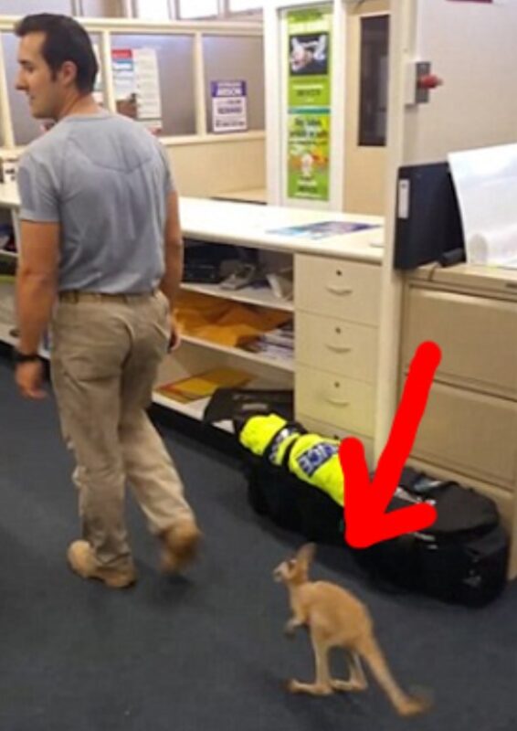 Un adorable bébé kangourou se fait adopter par un policier et le suit partout