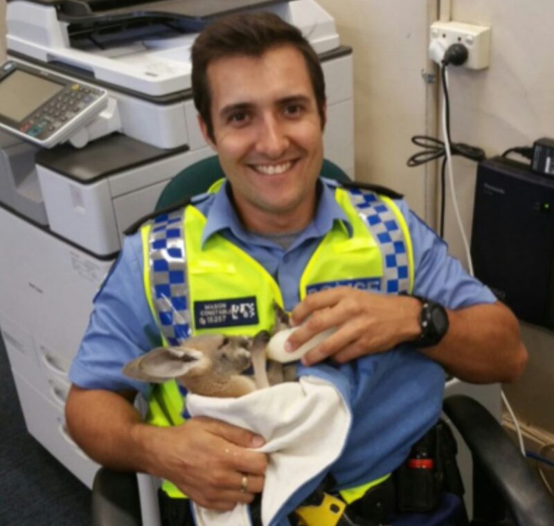 Un adorable bébé kangourou se fait adopter par un policier et le suit partout