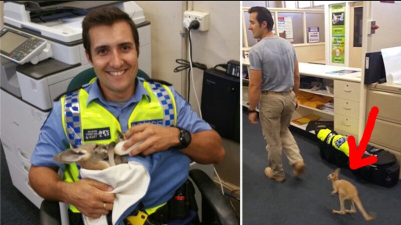 Un adorable bébé kangourou se fait adopter par un policier et le suit partout