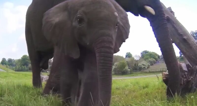 Ces mignons bébés éléphants qui tombent dans tous les sens et font toutes sortes de folies vont vous réjouir !