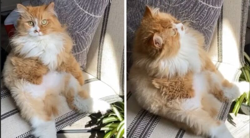 Un petit chat qui a perdu ses 2 pattes suite au gel a réussi à vivre avec cette situation