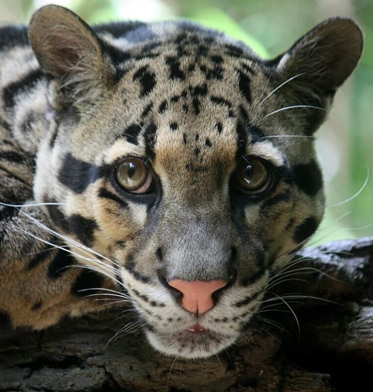 Un léopard que l'on pensait en voie de disparition a été filmé dans la jungle