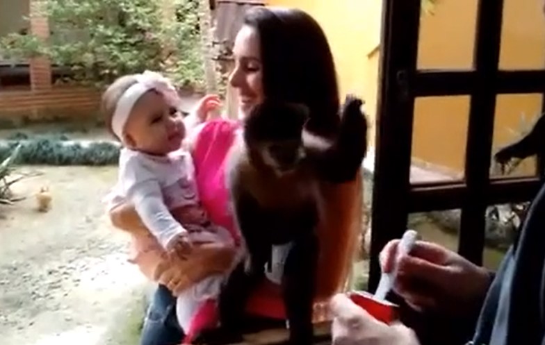Ah ! Quand un bébé singe continue d'embrasser une petite fille, sa réaction est extraordinaire !