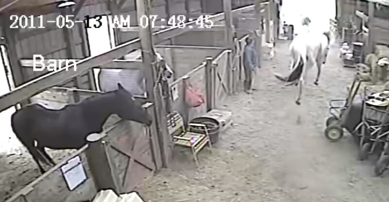 3 fois où les chevaux ont donné une leçon de respect aux gens !