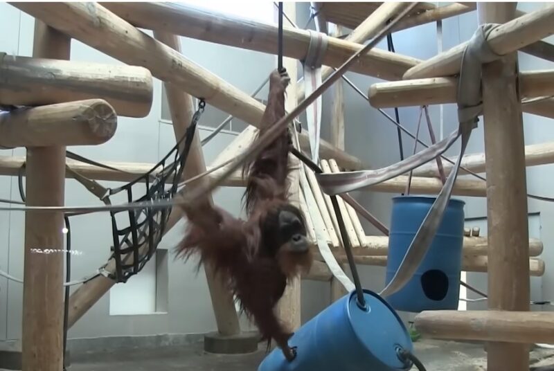 Un orang-outan repère un bébé dans une foule et se rapproche lentement pour l'embrasser