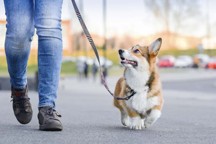 Pourquoi les femmes dorment-elles mieux avec un chien qu’un humain ?