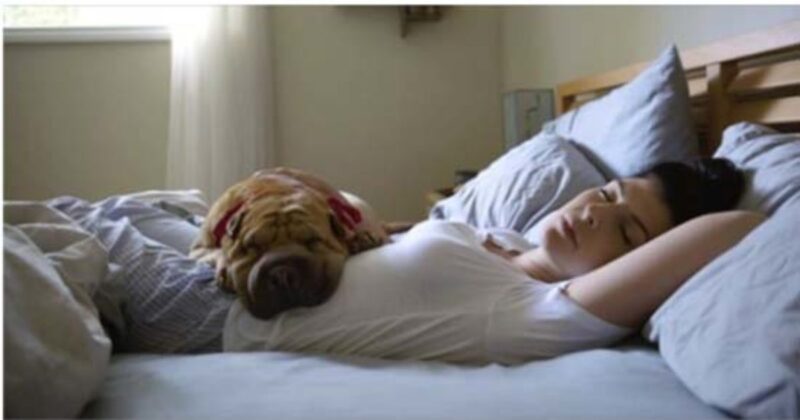 Pourquoi les femmes dorment-elles mieux avec un chien qu’un humain ?