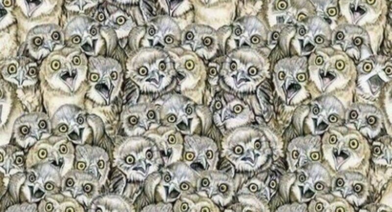 Toute personne capable de trouver le chat en moins de cinq secondes est un véritable génie