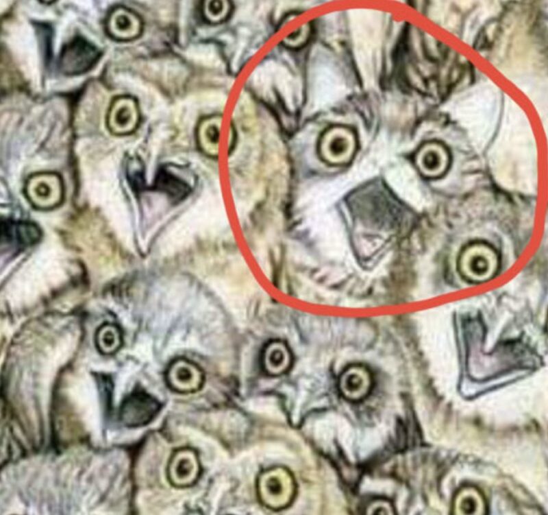 Toute personne capable de trouver le chat en moins de cinq secondes est un véritable génie