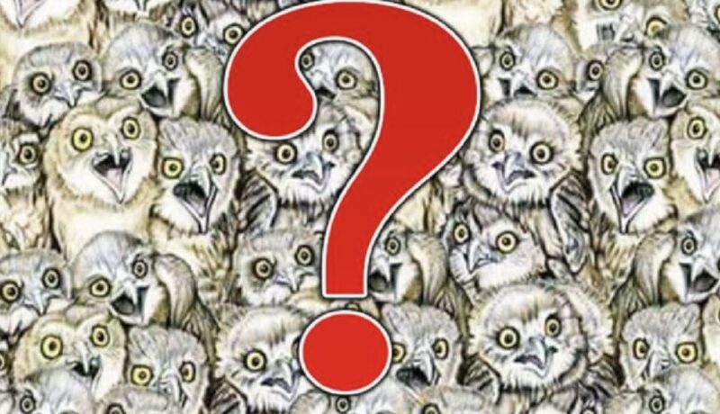 Toute personne capable de trouver le chat en moins de cinq secondes est un véritable génie