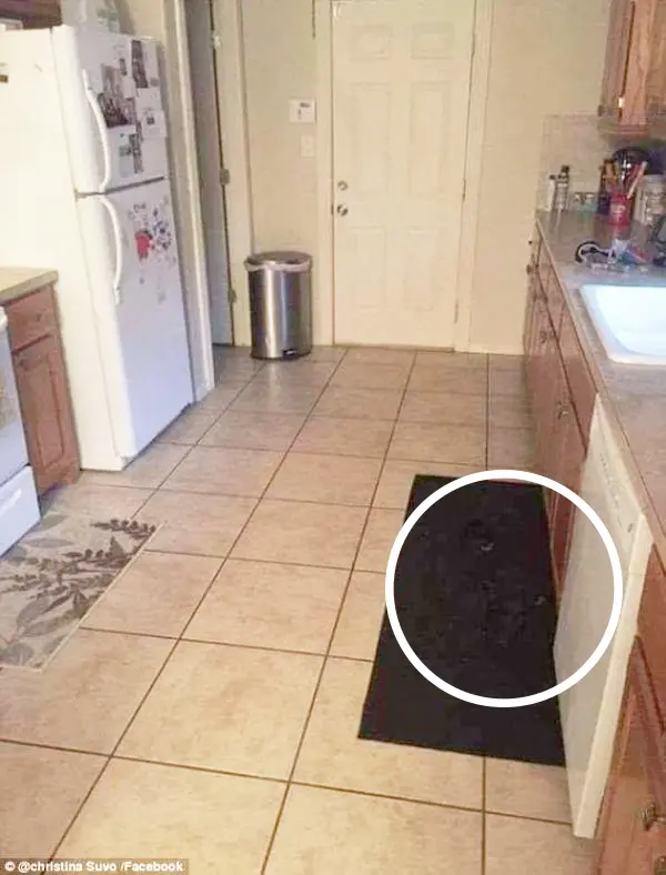 95 % des gens échouent à trouver le chien sur cette photo – Le voyez-vous ? 🐶