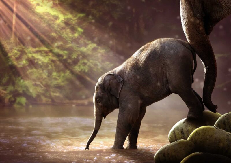 Ces mignons bébés éléphants qui tombent dans tous les sens et font toutes sortes de folies vont vous réjouir !