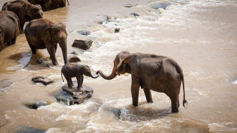 Ces mignons bébés éléphants qui tombent dans tous les sens et font toutes sortes de folies vont vous réjouir !