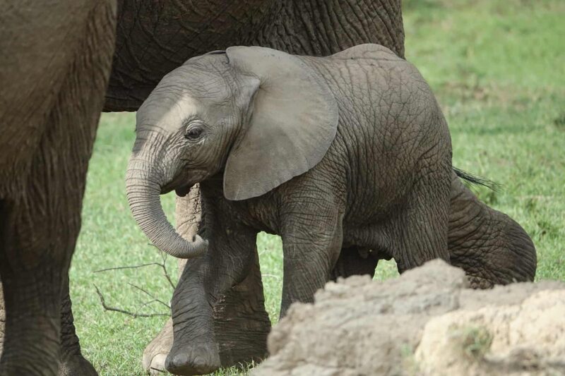 Ces mignons bébés éléphants qui tombent dans tous les sens et font toutes sortes de folies vont vous réjouir !