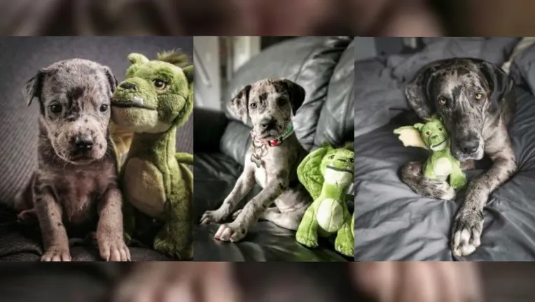 Un gros chien ne veut pas se séparer de son jouet adoré