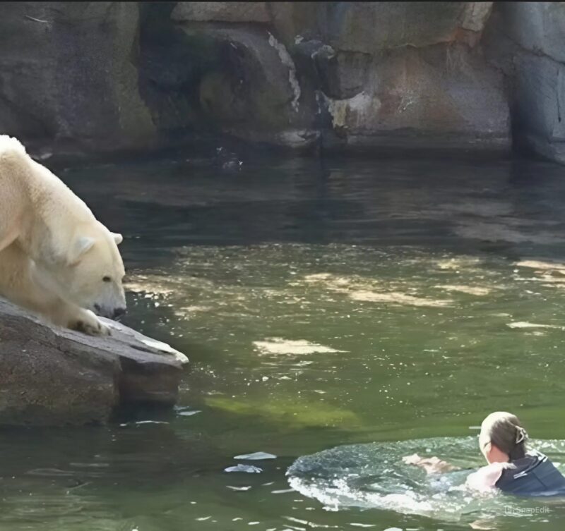 Un plongeon audacieux dans la piscine des ours blancs du parc zoologique de Berlin
