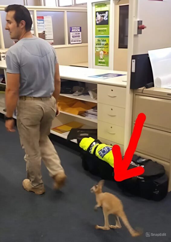 Un adorable bébé kangourou se fait adopter par un policier et le suit partout