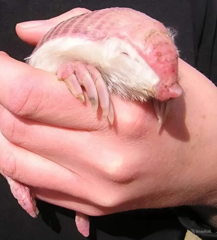 Les tatous roses rares ne sont pas des animaux de compagnie