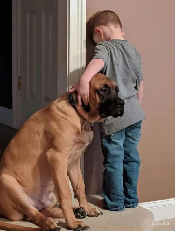 Un chien restait dans le même coin juste à côté de son petit ami coupable pour le réconforter