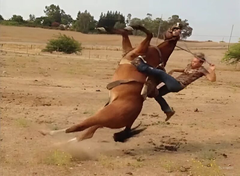 3 fois où les chevaux ont donné une leçon de respect aux gens !