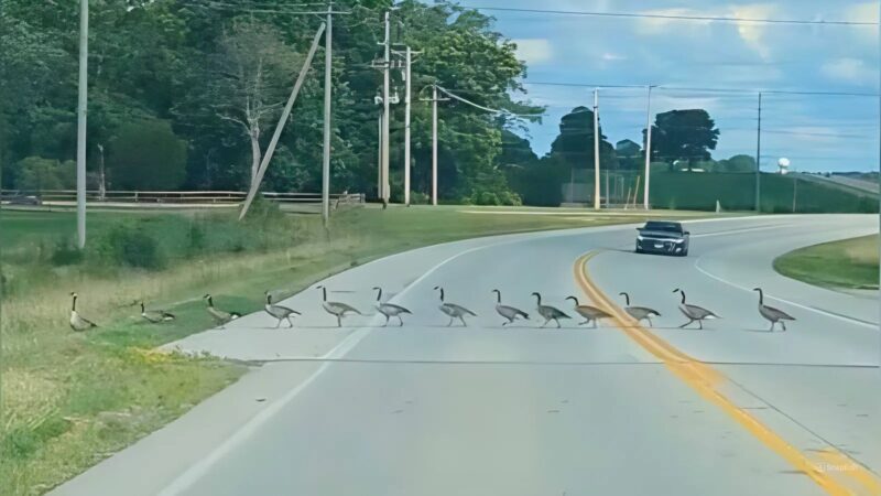 Ils se sont arrêtés pour permettre à des oies de traverser la route, puis ils ont regardé à leur gauche et sont restés bouche bée