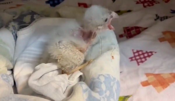 Ce bébé rapace ne se doute pas que sa « maman » n'est pas réelle, une histoire bouleversante