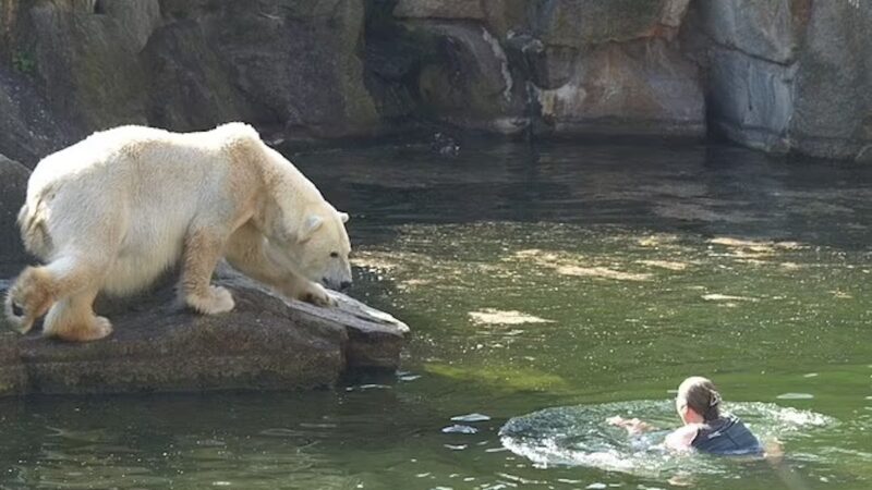Un plongeon audacieux dans la piscine des ours blancs du parc zoologique de Berlin