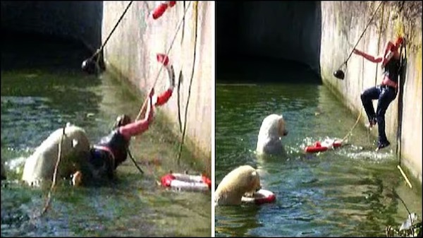Un plongeon audacieux dans la piscine des ours blancs du parc zoologique de Berlin