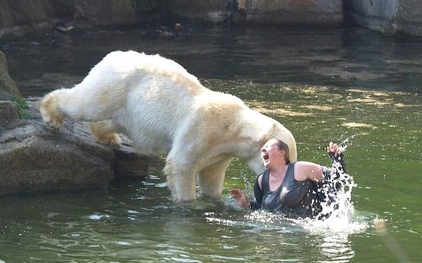 Un plongeon audacieux dans la piscine des ours blancs du parc zoologique de Berlin
