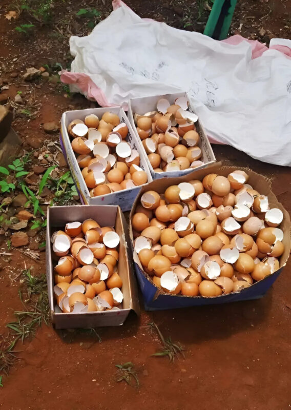 Les coquilles d'œufs, pourquoi les jeter quand elles sont si utiles ?