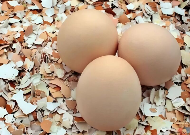 Les coquilles d'œufs, pourquoi les jeter quand elles sont si utiles ?