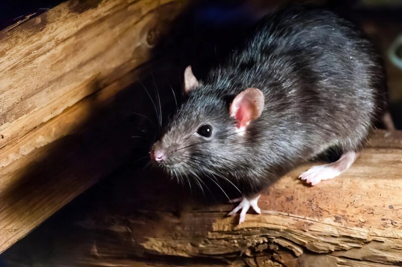 Comment les oignons peuvent-ils éloigner les rats ?