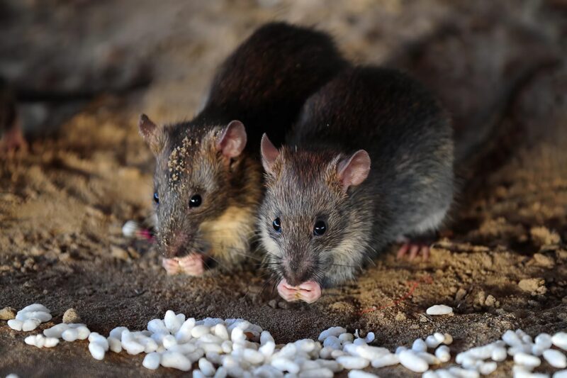Comment les oignons peuvent-ils éloigner les rats ?