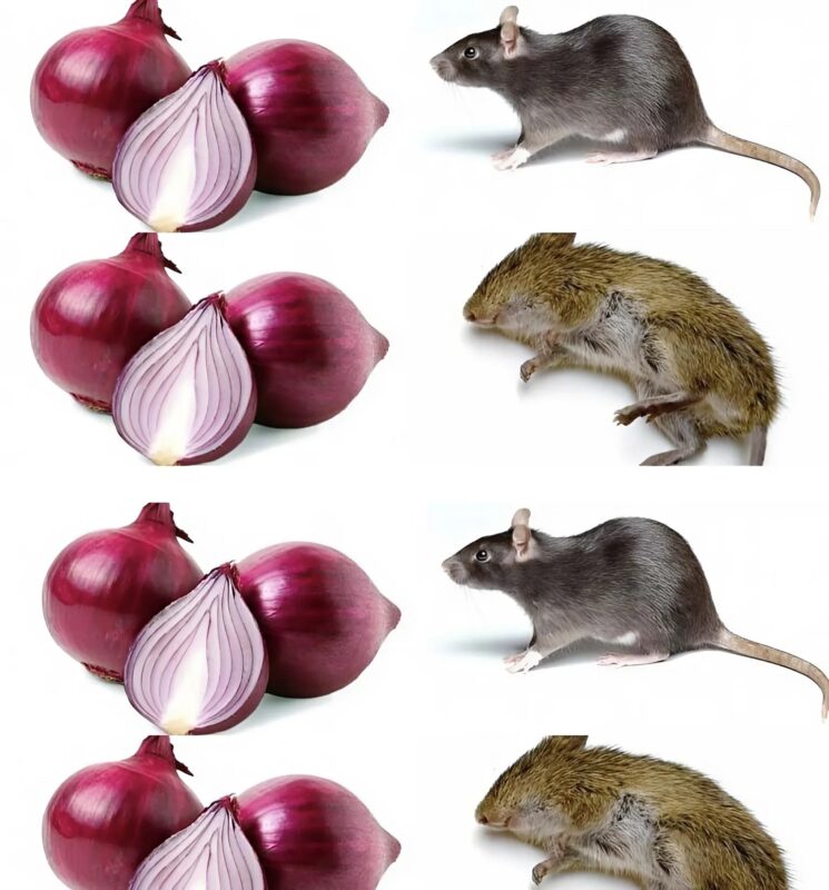Comment les oignons peuvent-ils éloigner les rats ?