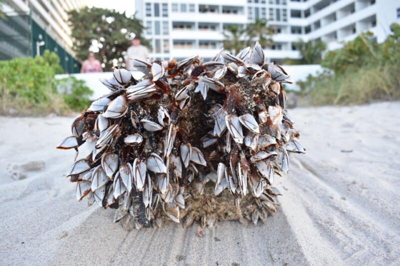 Une mystérieuse croix géante échouée sur une plage de Floride intrigue les habitants et les touristes