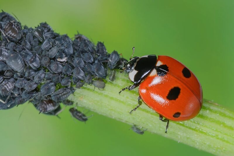 Faites bouillir cinq gousses d’ail et découvrez une astuce naturelle pour résoudre un problème courant au jardin