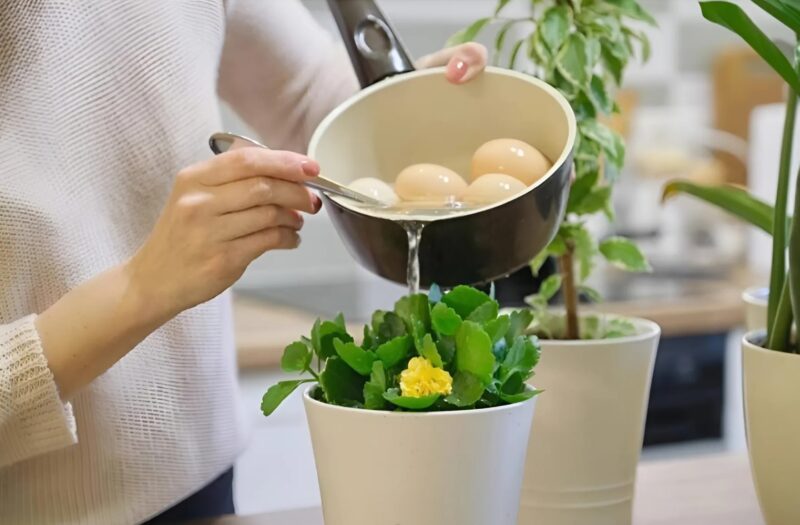 Pourquoi ne faut-il pas se débarrasser de l’eau de cuisson des œufs ? La réponse va vous étonner !