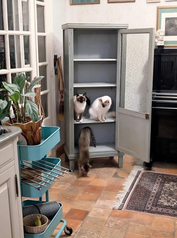 Une transformation étonnante : la petite armoire du rez-de-chaussée retrouve une seconde vie avec créativité, patience et savoir-faire