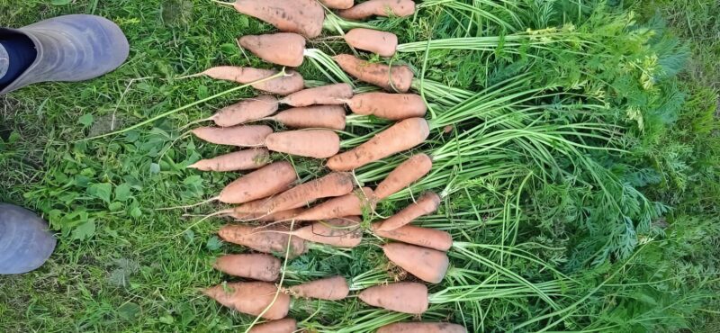 L'astuce surprenante pour faire pousser des carottes sans effort : Pourquoi personne ne vous l'a dit plus tôt ?